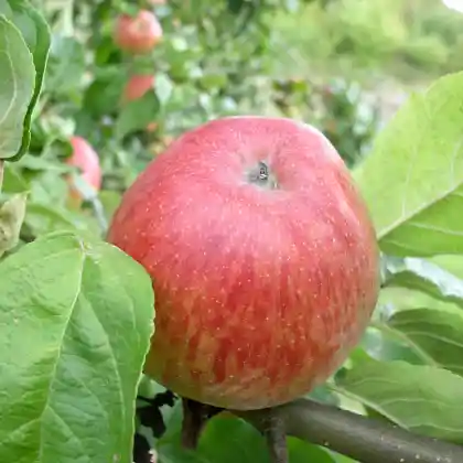 Foto von Apfel 'Hauxapfel' (Malus 'Hauxapfel')