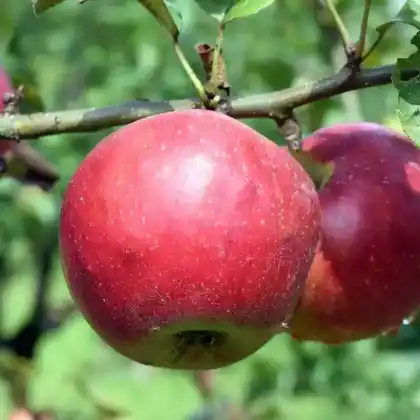 Foto von Herbstapfel 'Kardinal Bea' (Malus 'Kardinal Bea')