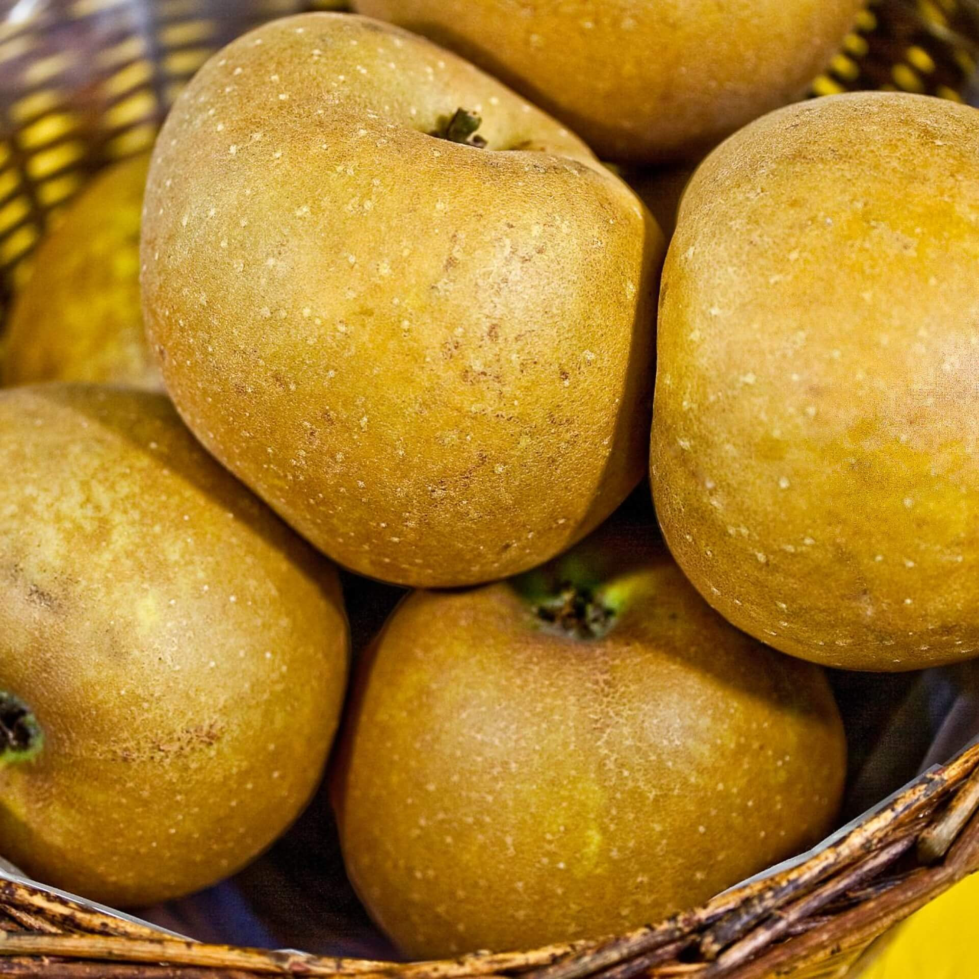 Winterapfel 'Zabergäu Renette' (Malus 'Zabergäu Renette')