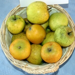 Malus 'Ananasrenette'