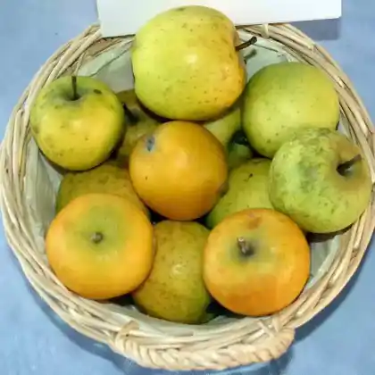 Foto von Winterapfel 'Ananasrenette' (Malus 'Ananasrenette')