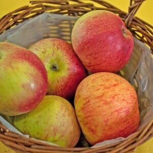 Malus 'Baumanns Renette'