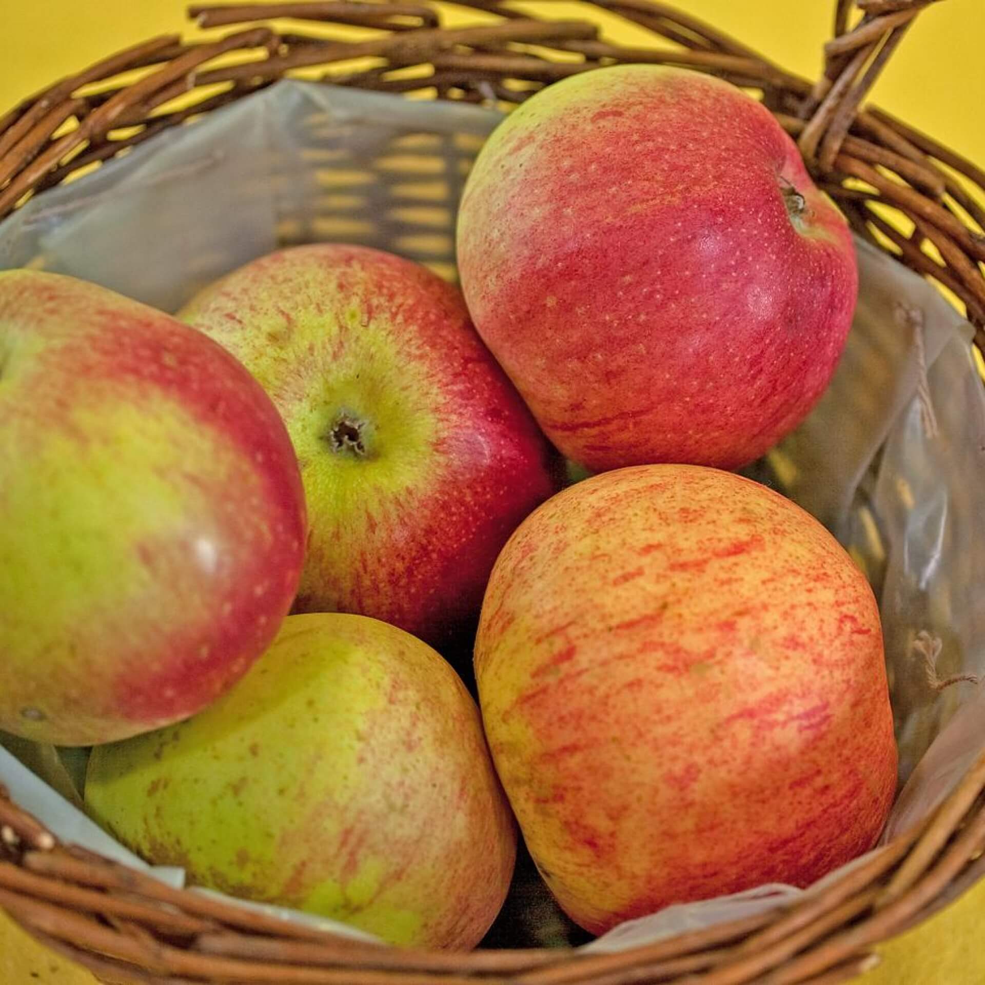 Winterapfel 'Baumanns Renette' (Malus 'Baumanns Renette')