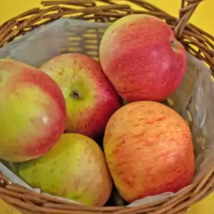 Foto von Winterapfel 'Baumanns Renette' (Malus 'Baumanns Renette')