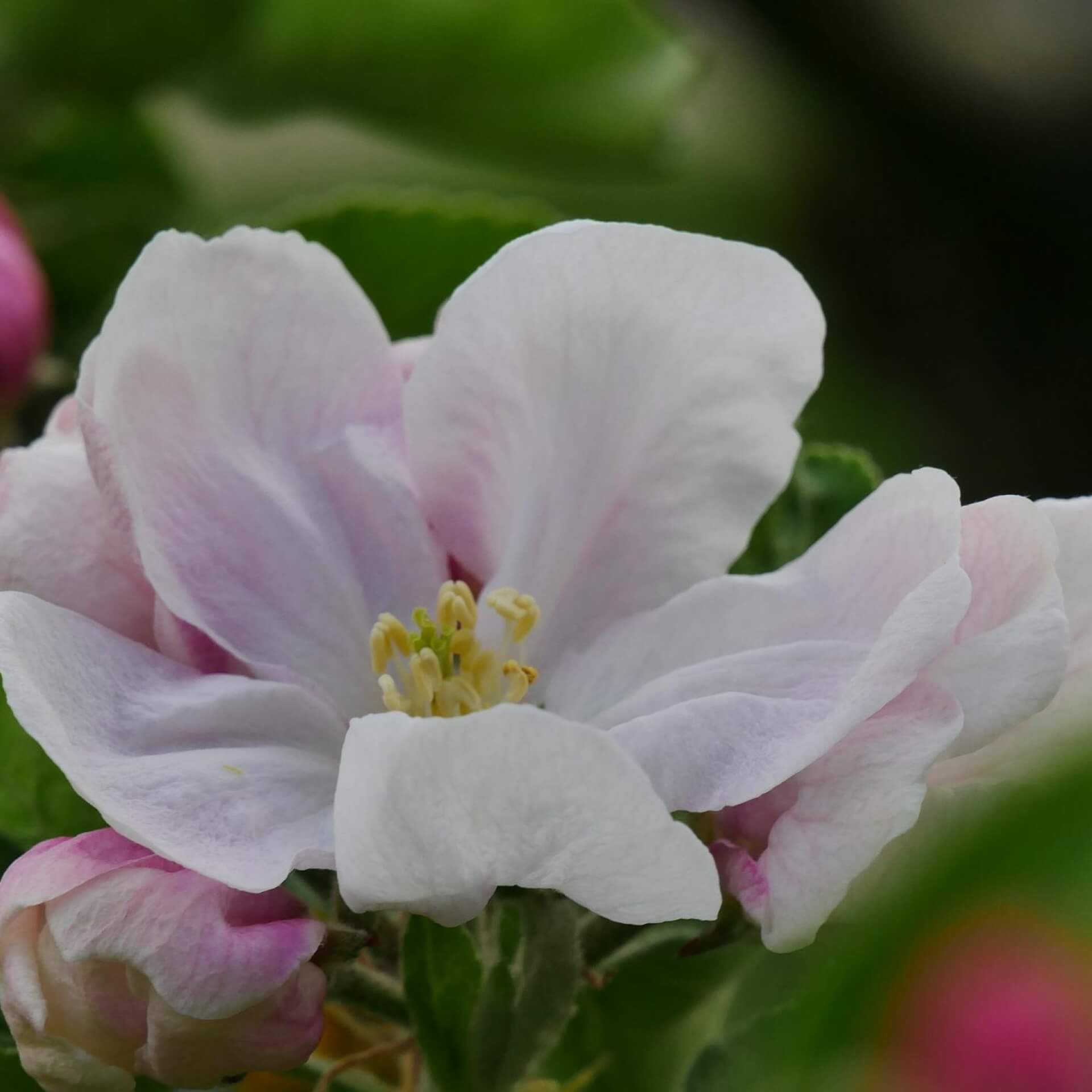 Winterapfel 'Brauner Matapfel' (Malus 'Brauner Matapfel')