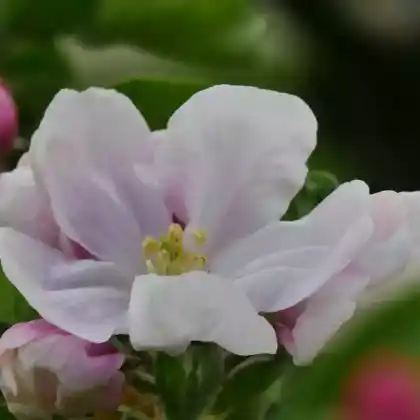 Foto von Winterapfel 'Brauner Matapfel' (Malus 'Brauner Matapfel')