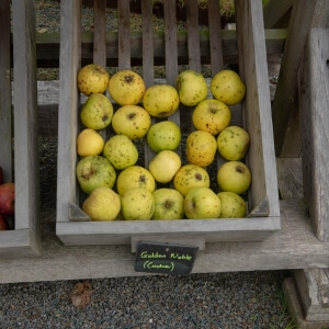 \'Alkmene\': pflegeleicht & dein Garten Apfel ökologisch