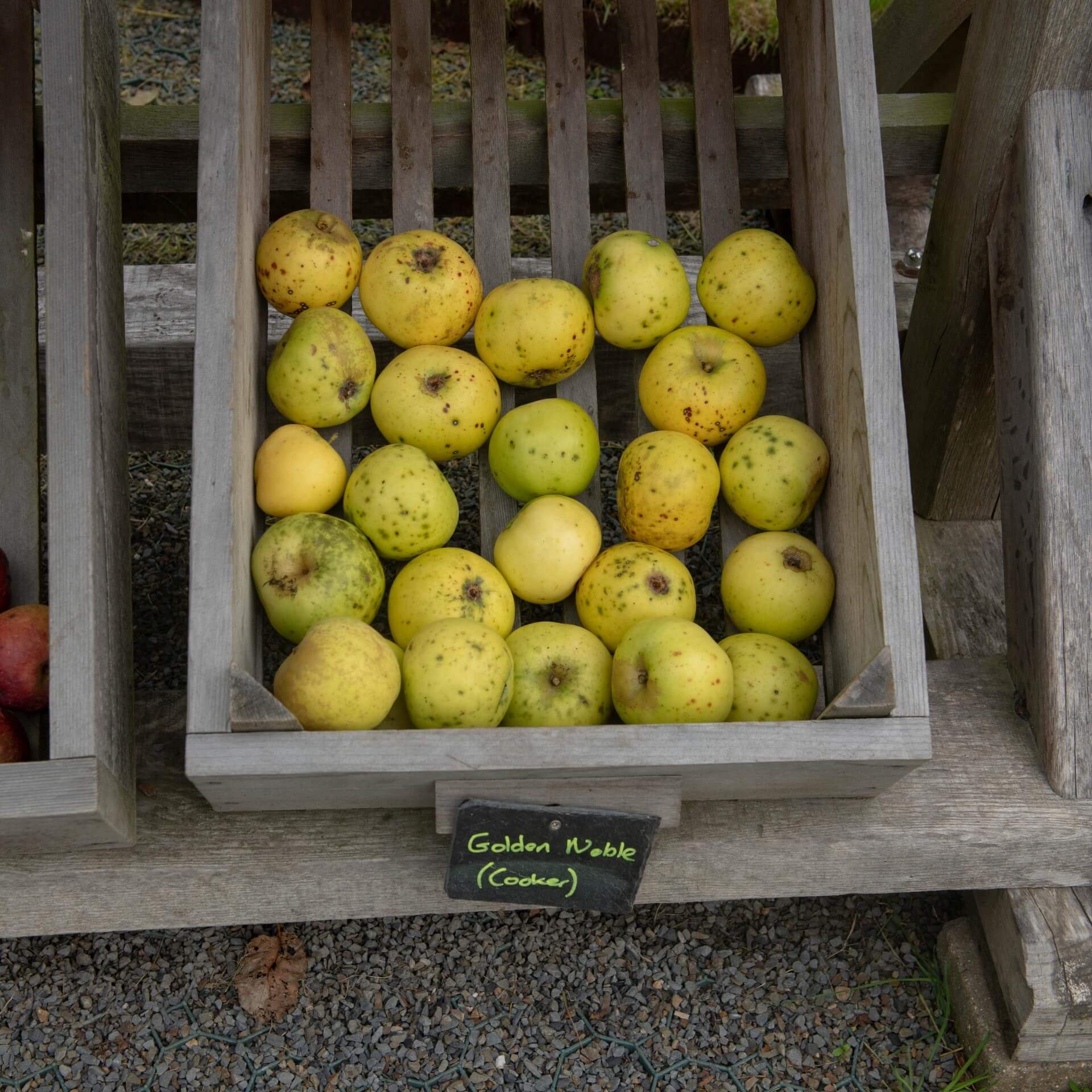 Herbstapfel 'Gelber Edelapfel' (Malus 'Gelber Edelapfel')