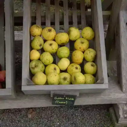 Foto von Herbstapfel 'Gelber Edelapfel' (Malus 'Gelber Edelapfel')