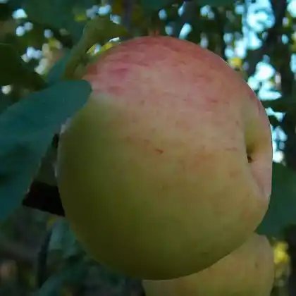 Foto von Herbstapfel 'Schöner von Wiltshire' (Malus 'Schöner von Wiltshire')