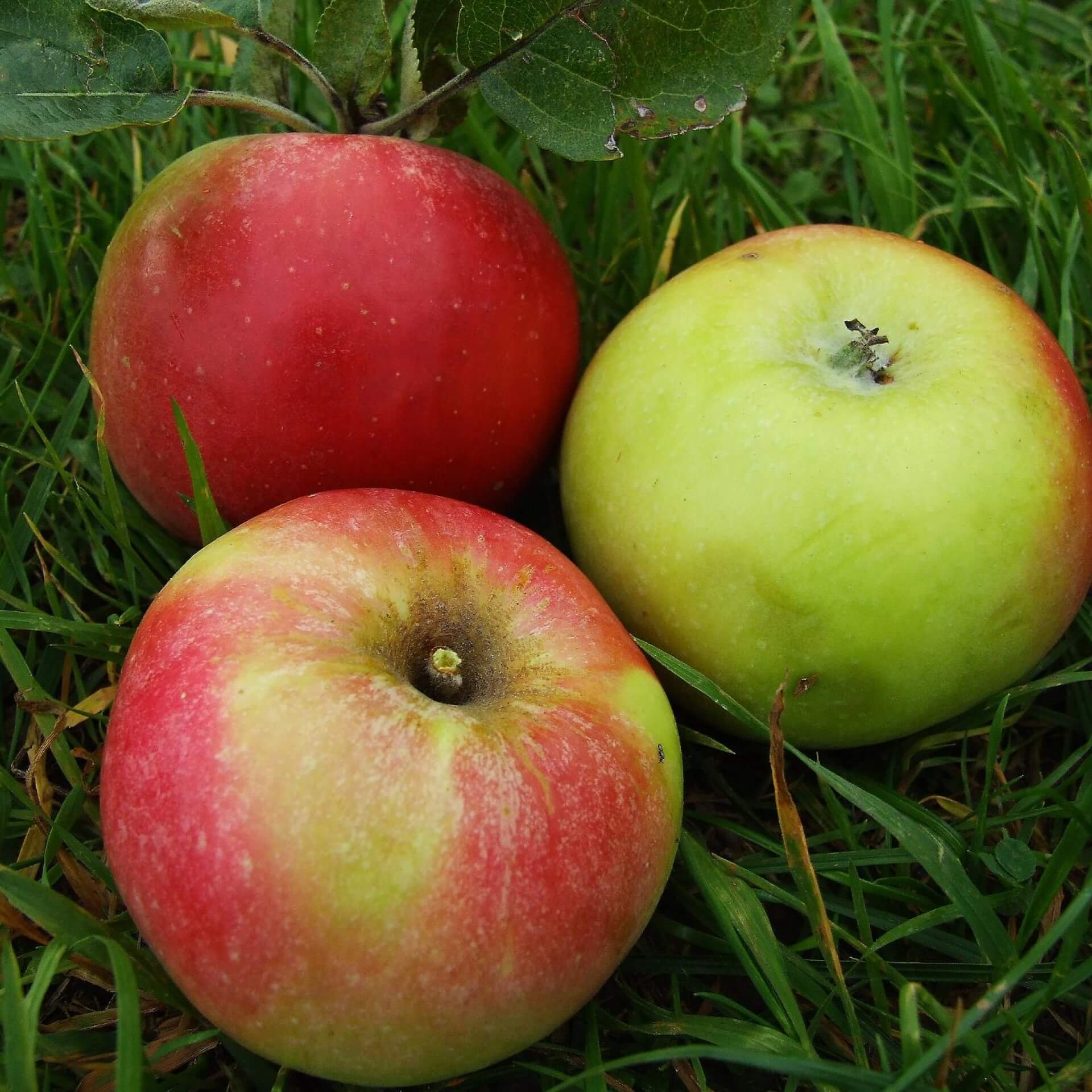 Apfel 'Welschisner' (Malus 'Welschisner')