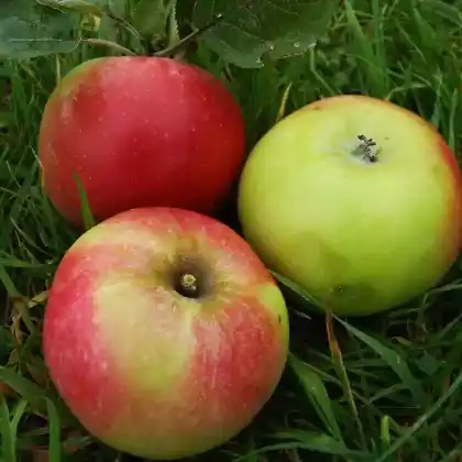 Foto von Apfel 'Welschisner' (Malus 'Welschisner')