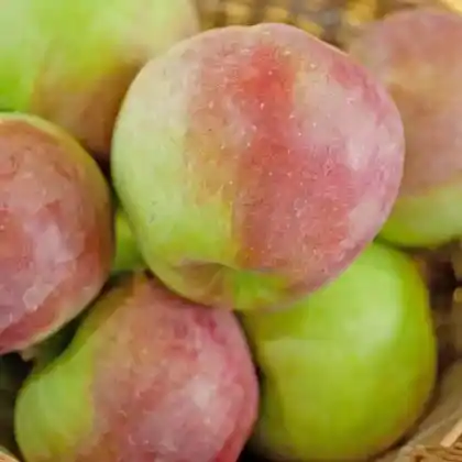 Foto von Winterapfel 'Bismarckapfel' (Malus 'Bismarckapfel')