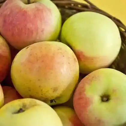 Foto von Herbstapfel 'Croncels' (Malus 'Croncels')