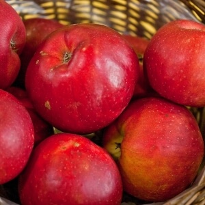 Malus 'Danziger Kantapfel'