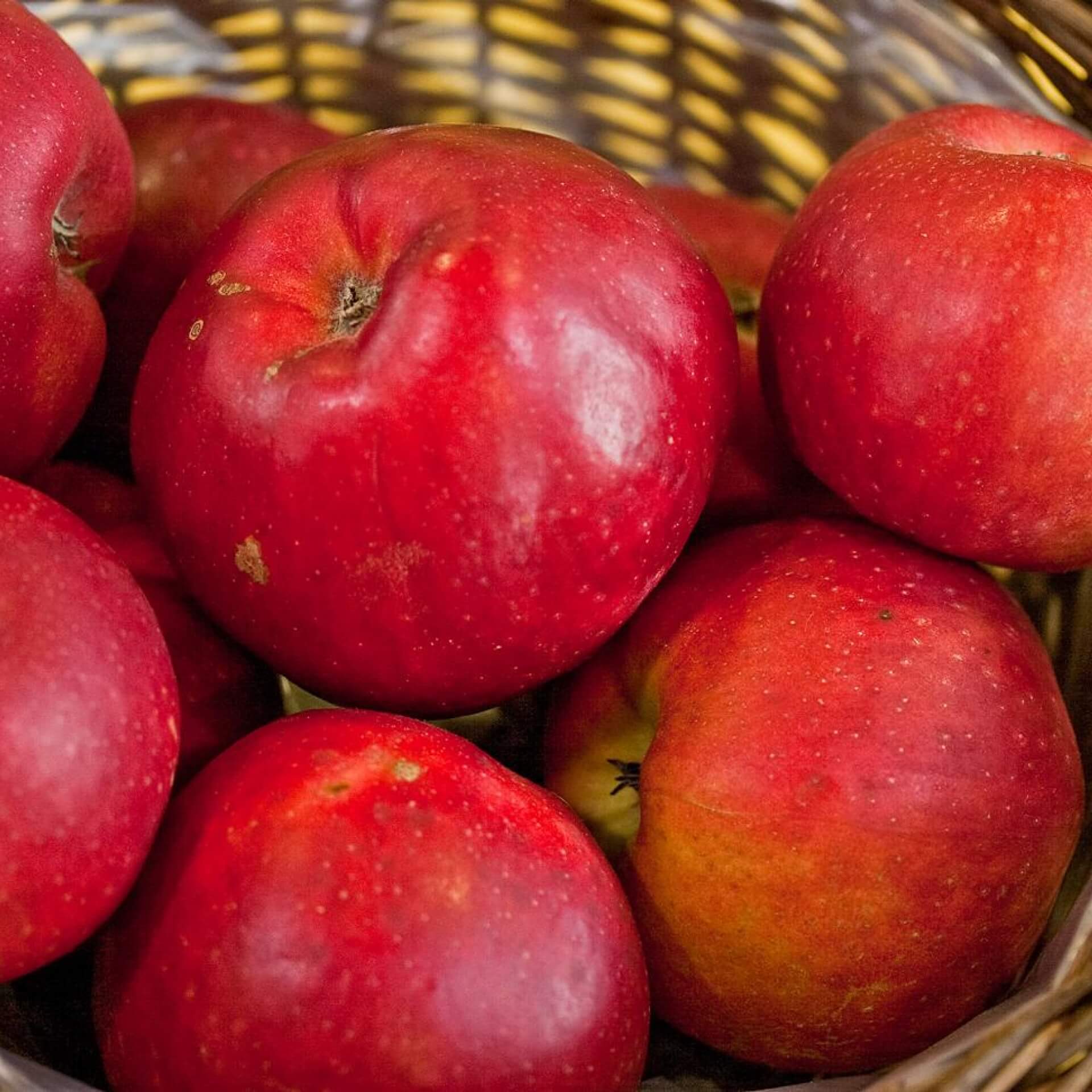 Herbstapfel 'Danziger Kantapfel' (Malus 'Danziger Kantapfel')