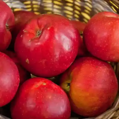 Foto von Herbstapfel 'Danziger Kantapfel' (Malus 'Danziger Kantapfel')