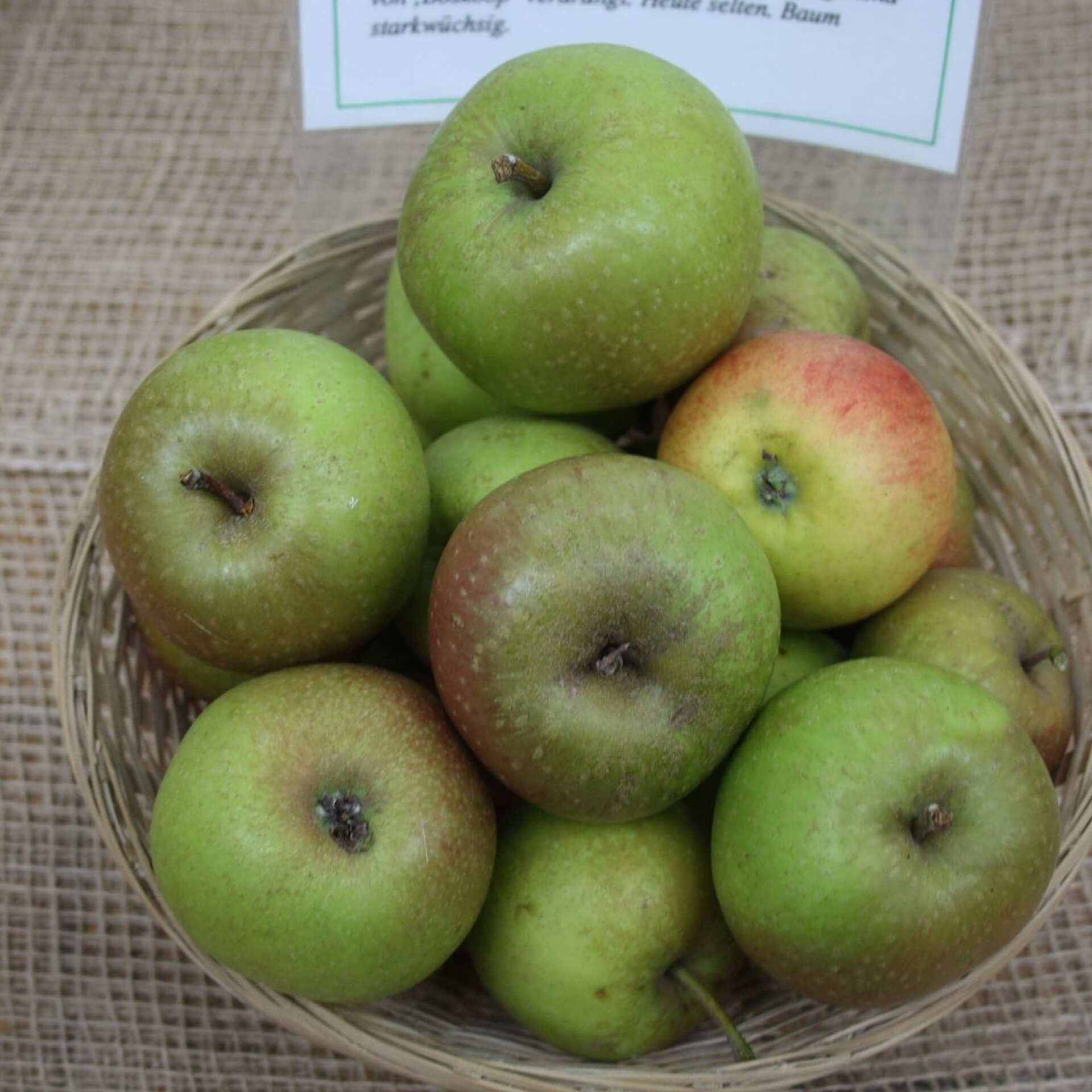 Herbstapfel 'Große Kasseler Renette' (Malus 'Große Kasseler Renette')