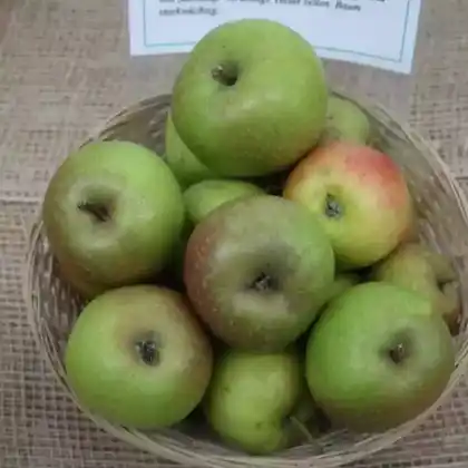 Foto von Herbstapfel 'Große Kasseler Renette' (Malus 'Große Kasseler Renette')