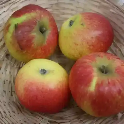 Foto von Herbstapfel 'Halberstädter Jungfernapfel' (Malus 'Halberstädter Jungfernapfel')