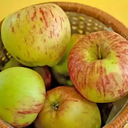 Foto von Winterapfel 'Altländer Pfannkuchenapfel' (Malus 'Altländer Pfannkuchenapfel')