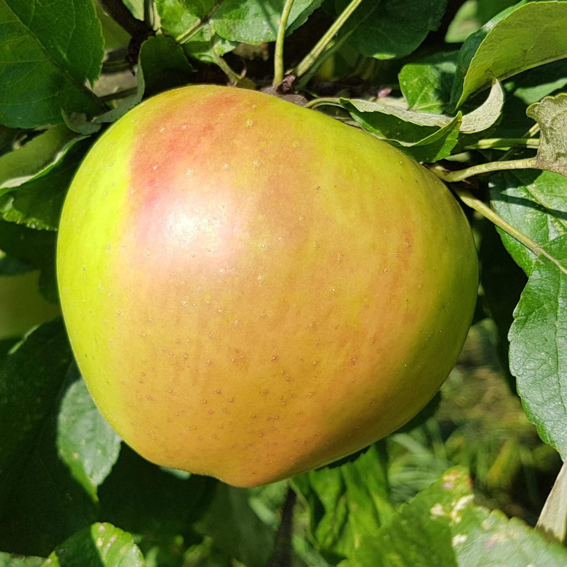 Winterapfel 'Landsberger Renette' (Malus 'Landsberger Renette')