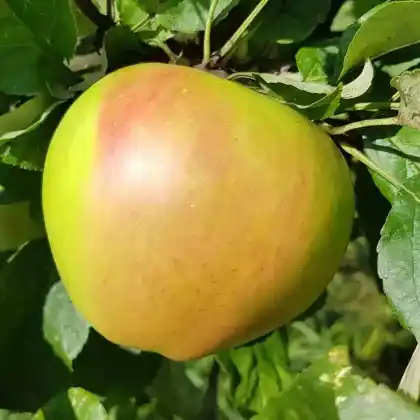 Foto von Winterapfel 'Landsberger Renette' (Malus 'Landsberger Renette')