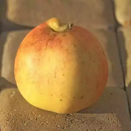 Foto von Winterapfel 'Pommerscher Krummstiel' (Malus 'Pommerscher Krummstiel')