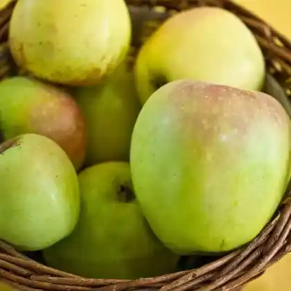 Foto von Herbstapfel 'Gelber Richard' (Malus 'Gelber Richard')