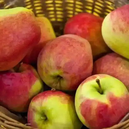 Foto von Apfel 'Körler Edelapfel' (Malus 'Körler Edelapfel')