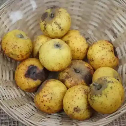 Foto von Apfel 'Korbacher Edelrenette' (Malus 'Korbacher Edelrenette')