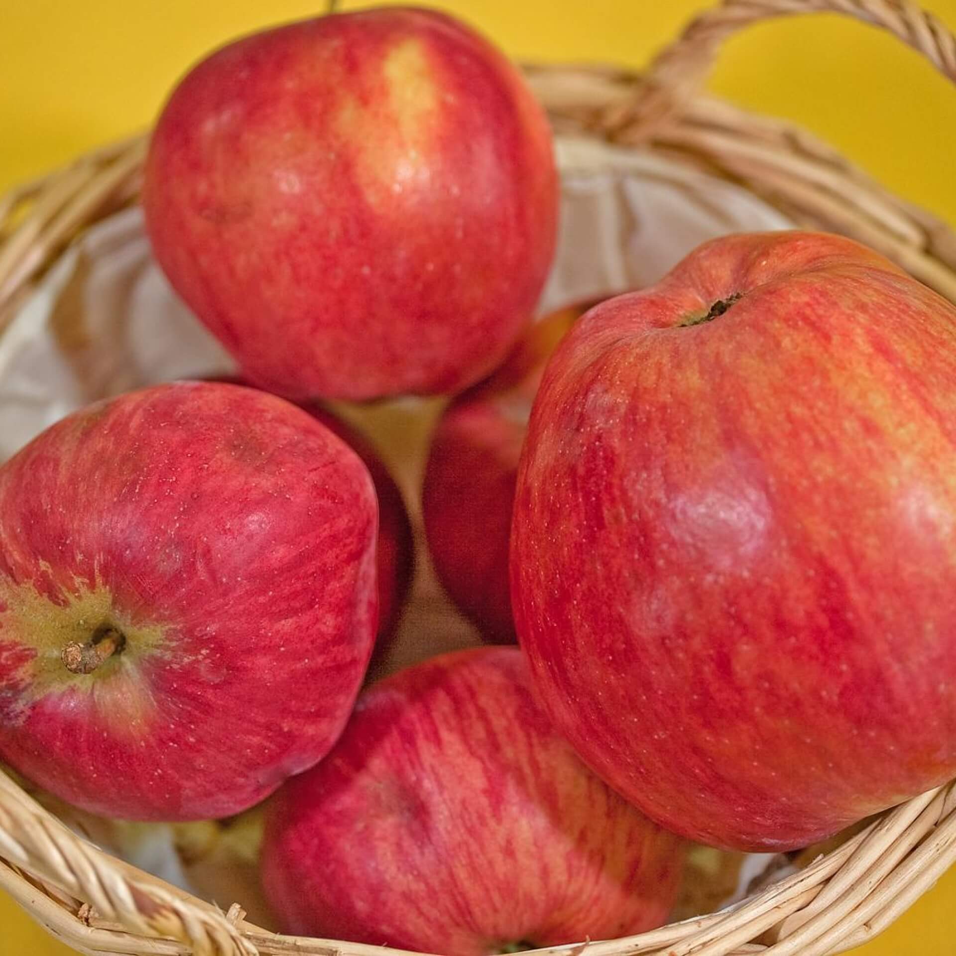 Apfel 'Ausbacher Roter' (Malus 'Ausbacher Roter')