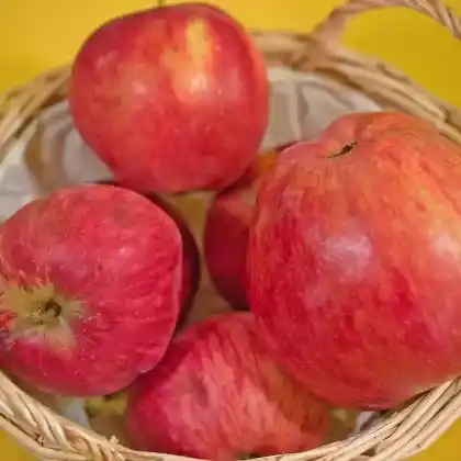Foto von Apfel 'Ausbacher Roter' (Malus 'Ausbacher Roter')