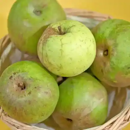 Foto von Apfel 'Anhalter' (Malus 'Anhalter')