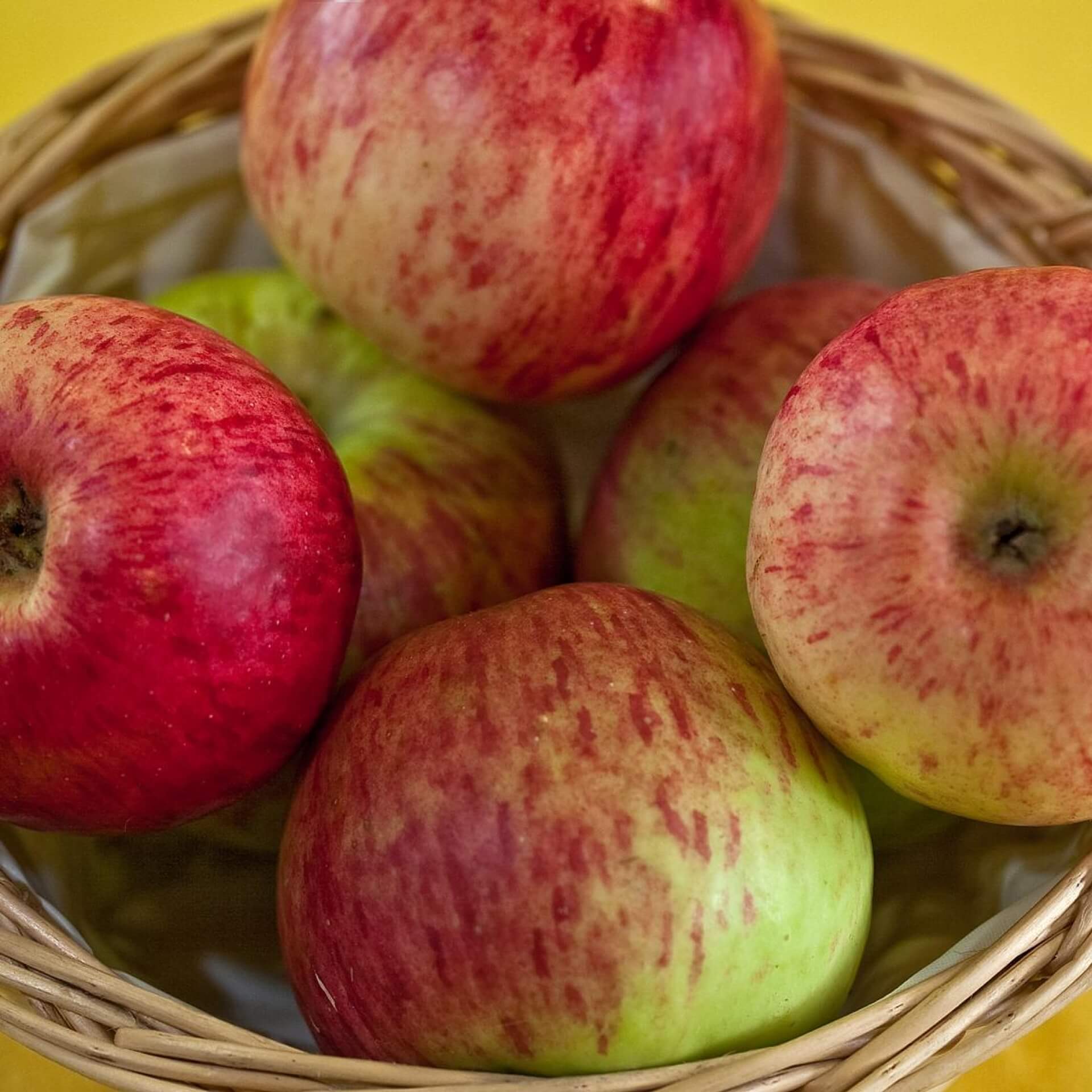 Herbstapfel 'Heuchelheimer Schneeapfel' (Malus 'Heuchelheimer Schneeapfel')