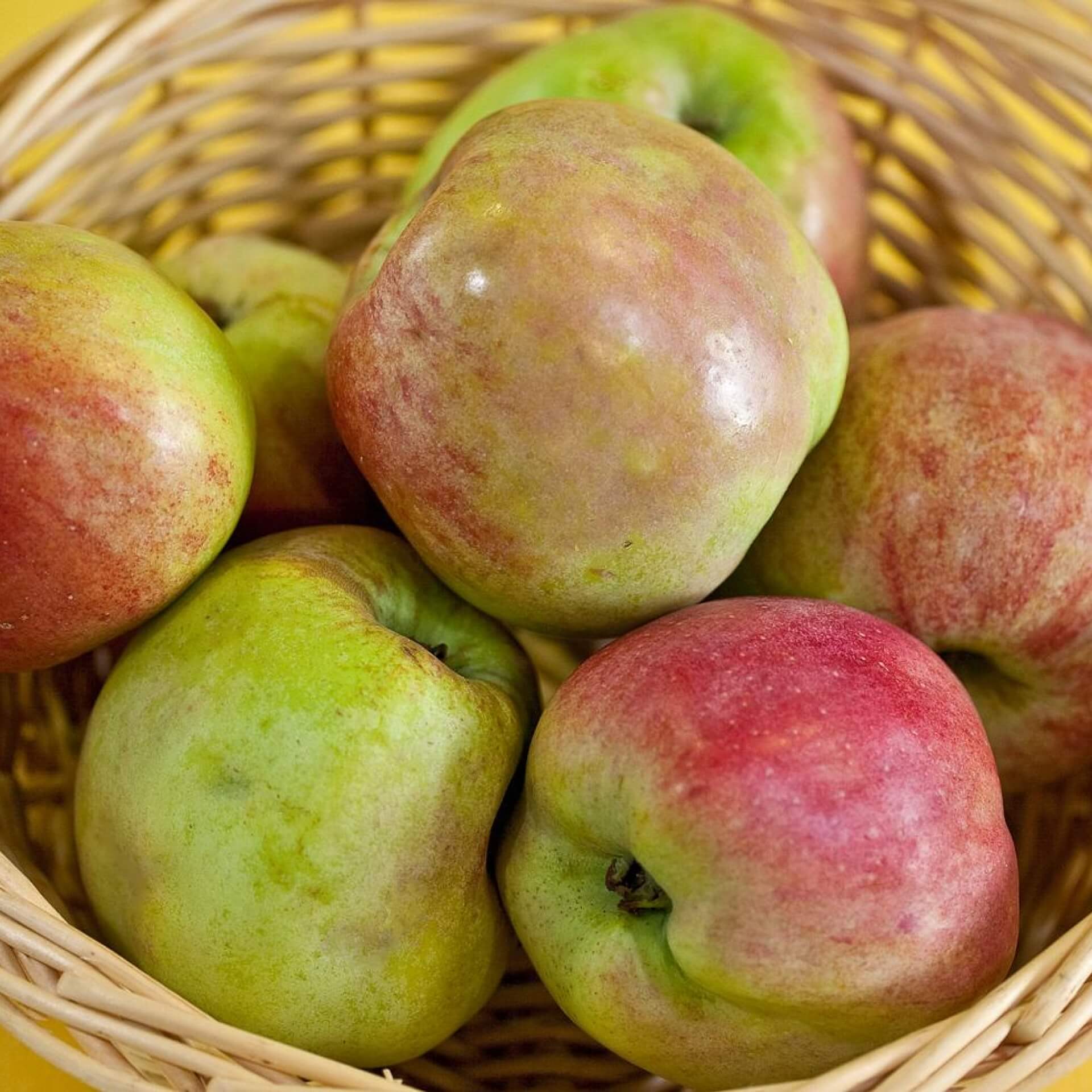 Apfel 'Gacksapfel' (Malus 'Gacksapfel')