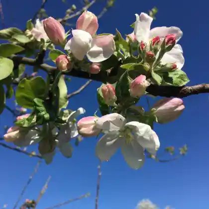 Foto von Apfel 'Gacksapfel' (Malus 'Gacksapfel')