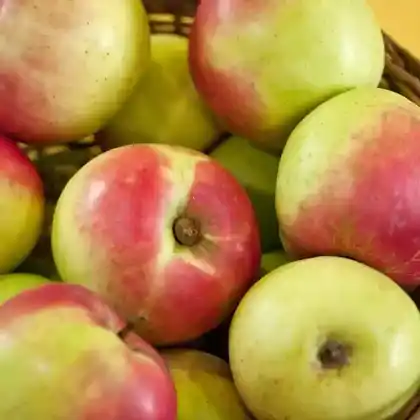 Foto von Apfel 'Ditzels Rosenapfel' (Malus 'Ditzels Rosenapfel')
