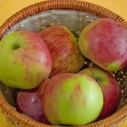 Foto von Apfel 'Gestreifter Matapfel' (Malus 'Gestreifter Matapfel')