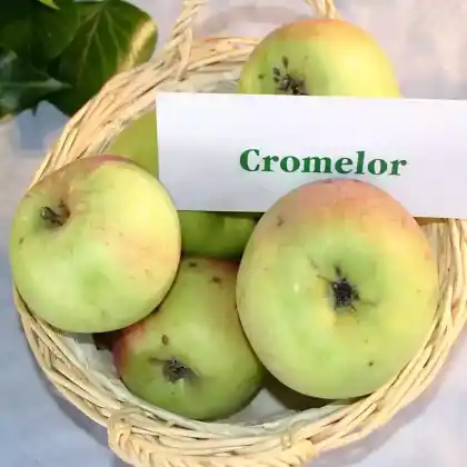 Foto von Apfel 'Weißer Matapfel' (Malus 'Weißer Matapfel')
