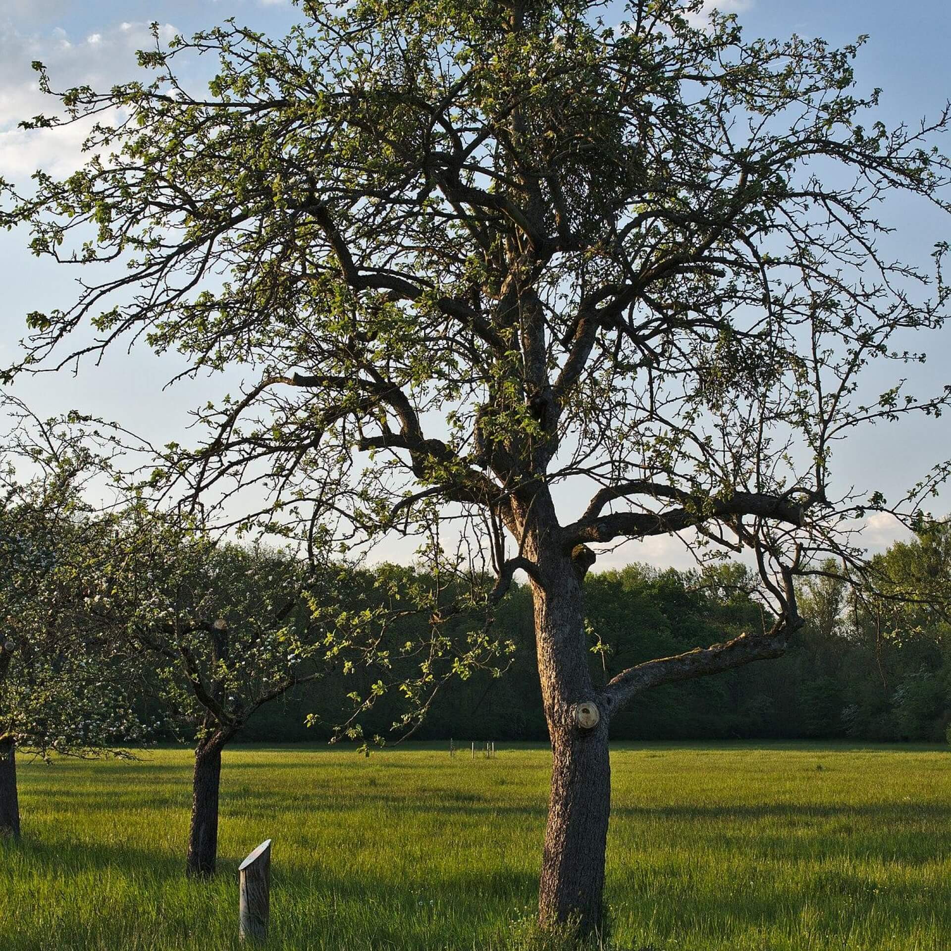 Apfel 'Friedberger Bohnapfel' (Malus 'Friedberger Bohnapfel')