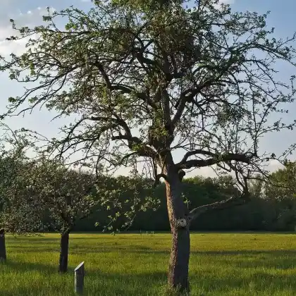Foto von Apfel 'Friedberger Bohnapfel' (Malus 'Friedberger Bohnapfel')