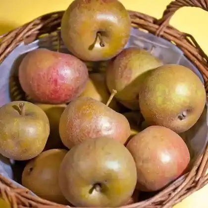 Foto von Apfel 'Carpentin' (Malus 'Carpentin')