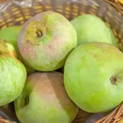 Foto von Apfel 'Kloppenheimer Streifling' (Malus 'Kloppenheimer Streifling')