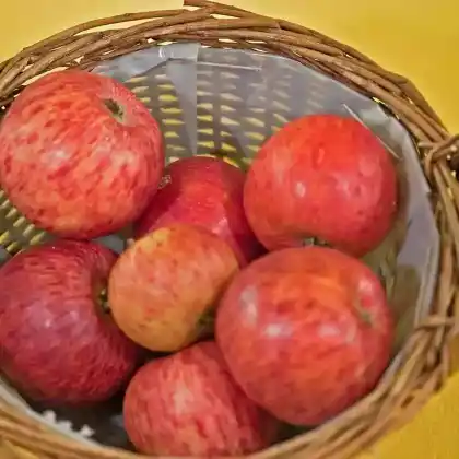 Foto von Sommerapfel 'Ruhm von Kirchwerder' (Malus 'Ruhm von Kirchwerder')