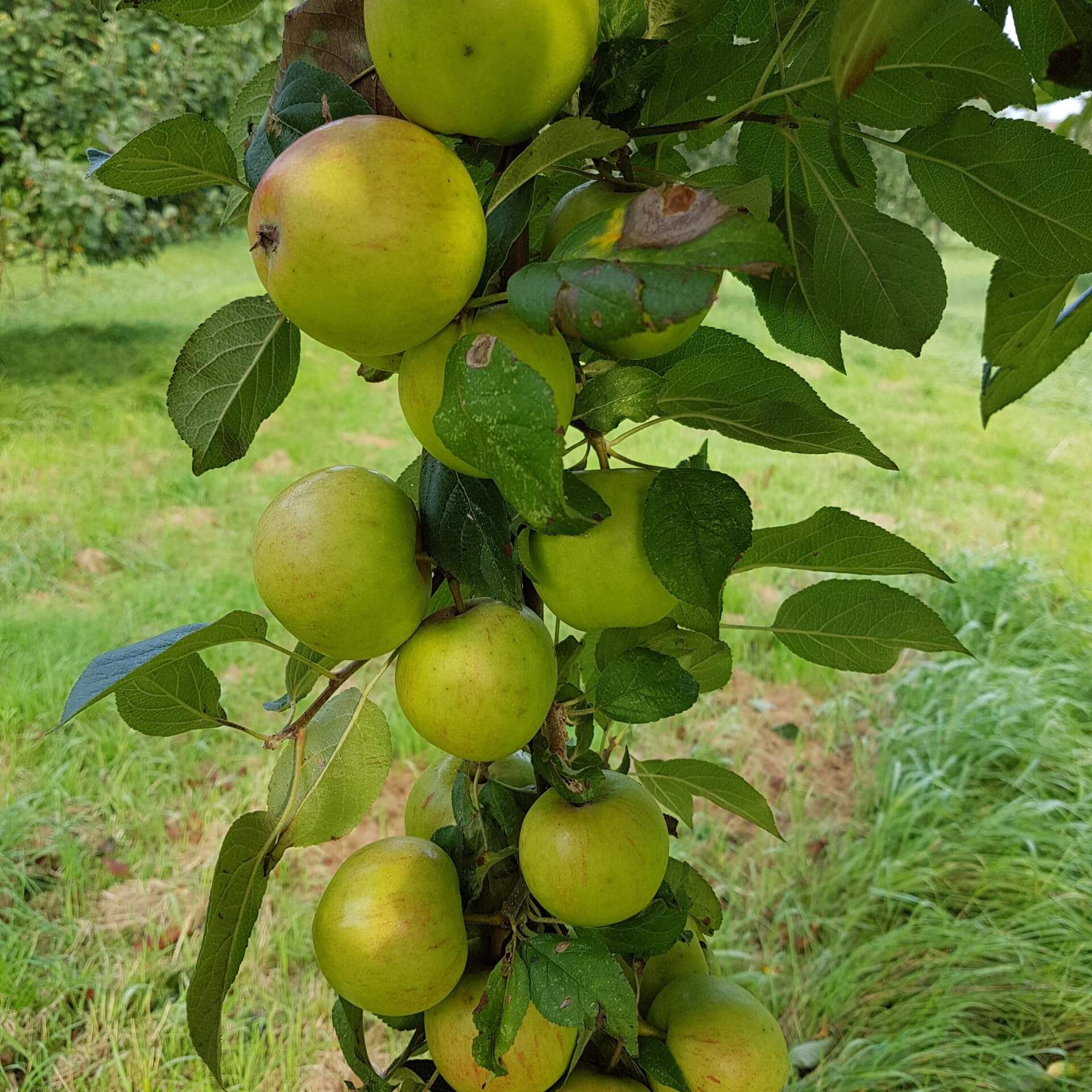 Apfel 'Martini' (Malus 'Martini')