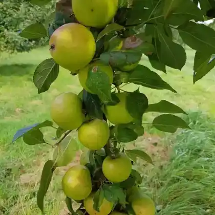 Foto von Apfel 'Martini' (Malus 'Martini')