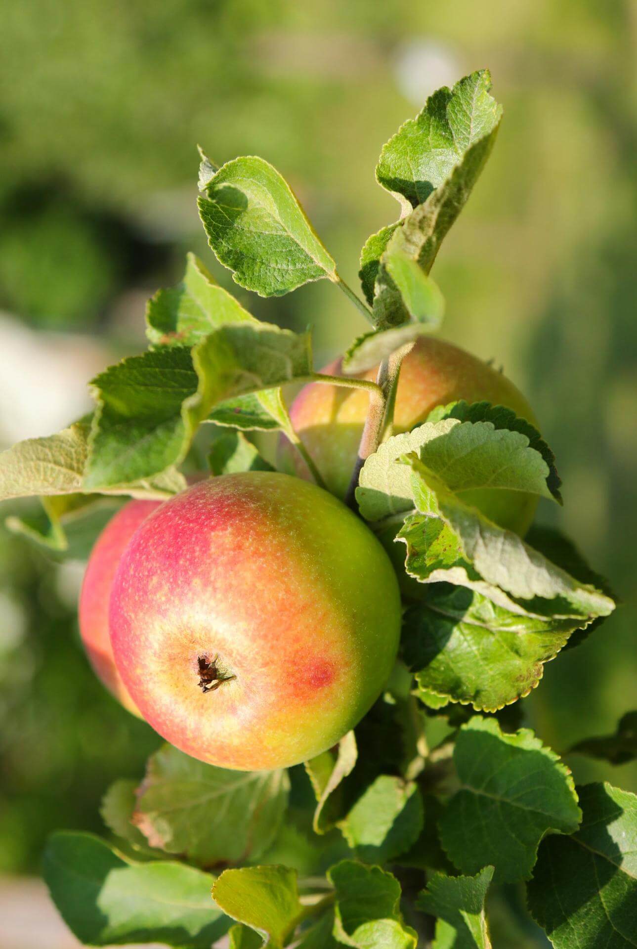 Apfel \'Alkmene\': Garten ökologisch pflegeleicht & dein