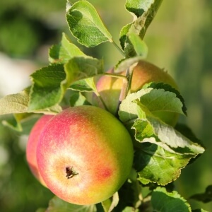 Apfel 'Alkmene' (Malus 'Alkmene')
