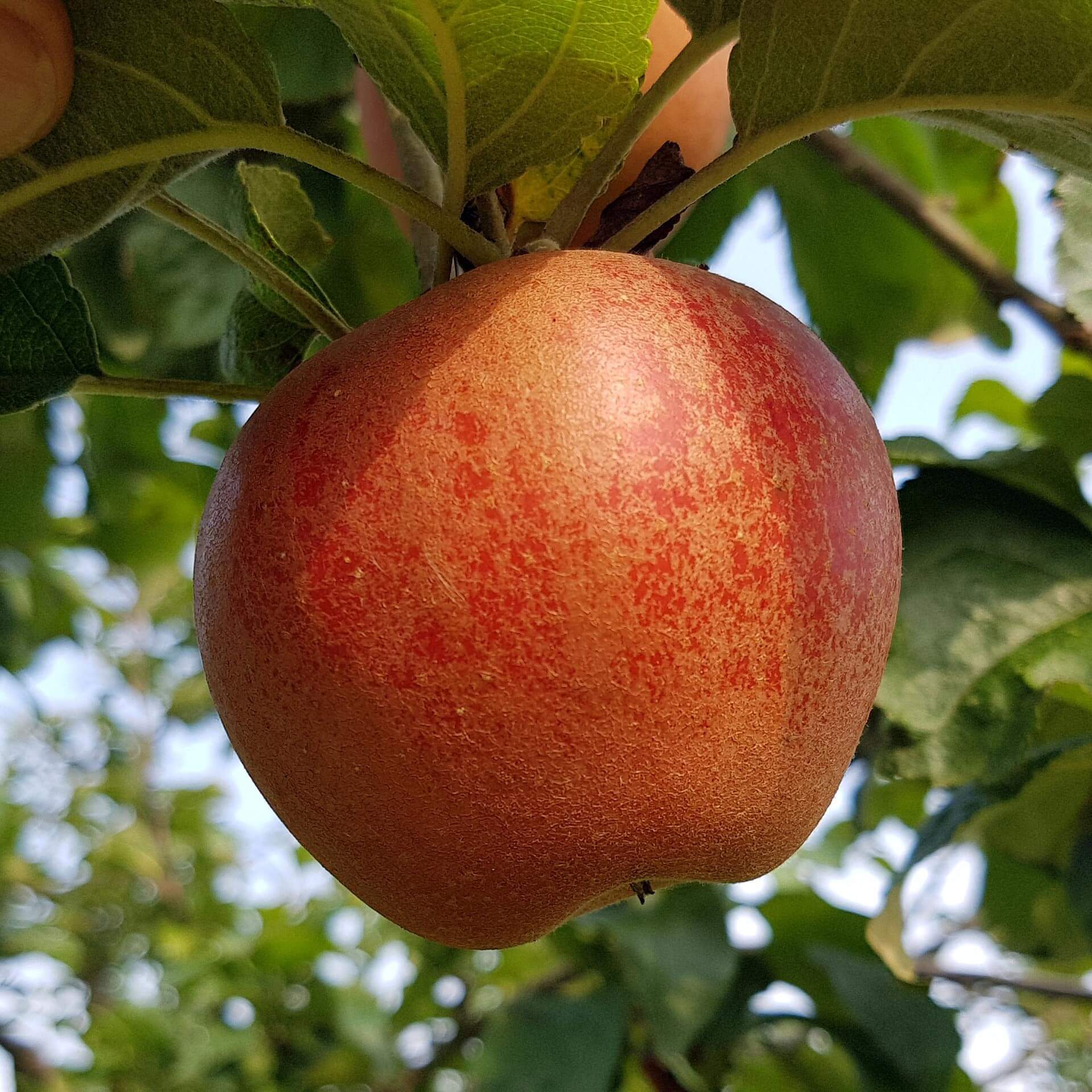 Apfel 'Rotfranch' (Malus 'Rotfranch')